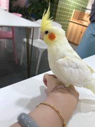 -Moni星球萌宠·小马宝莉·灵蛇·高端高阶全萌宠互动体验俱乐部(红豆国际广场店)