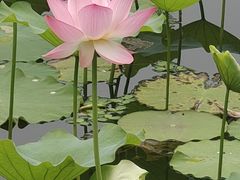 -荔湾湖公园