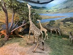 -吉林省自然博物馆