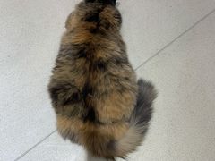 -藏猫猫咖啡主题馆(中央大道店)