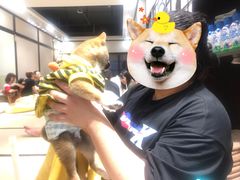 -逗柴咖啡屋·狗咖猫咖宠物桌游