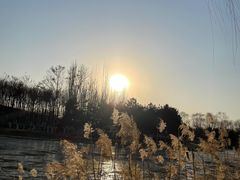 -大兴滨河森林公园