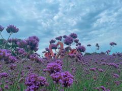 -西京湾花海