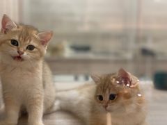 -飞行喵MR PILOT|猫舍·猫咖(静安大融城店)