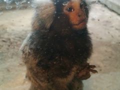 iphone_upload_pic-北京动物园