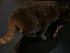-东漖肉菜综合市场