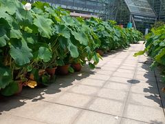 -南山植物园