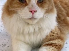 -喵园·猫主题咖啡厅·撸猫·猫咖(国贸店)