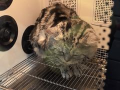 -瑞派宠物医院·犬猫全科·猫友好(宾水西道店)