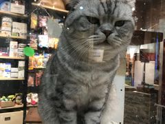-宠小格时尚宠物生活馆(唐镇店)