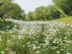 -汉长安城未央宫国家考古遗址公园