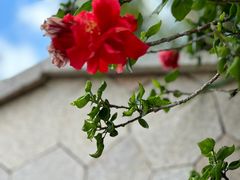 -亚龙湾热带天堂森林公园