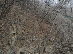 -北京鹫峰国家森林公园