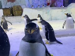 -芜湖新华联大白鲸海洋公园