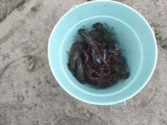 -南汇新场正宗水蜜桃采摘