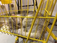 -Heymao猫咖.咖啡厅(东门店)