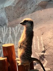 -Zoolung Zoolung动物主题公园(海信广场店)