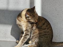 -Again Coffee Roaster(香蜜湖店)