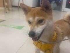 -艾贝尔宠物医院 ·中兽医·宠保定点(北门桥店)