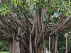 -深圳仙湖植物园