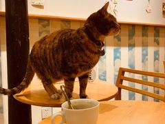 -猫的天空之城概念书店(杭州南宋御街店)