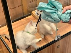-袖虎·猫馆(体育西路店)