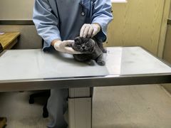 -爱妮康宠物医院·干细胞免疫细胞·肿瘤·心脏(张江店)