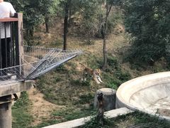 -石家庄市动物园