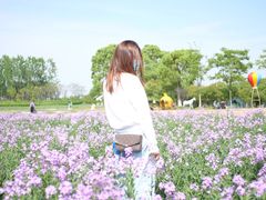 -杭州湾海上花田景区