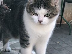 -喵屿·大理花园猫咖