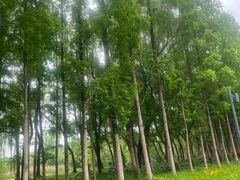 -昆山城市生态森林公园