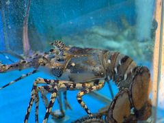 水产区-春申里餐厅(银泰in99店)