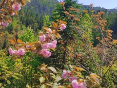 -梭布垭石林景区