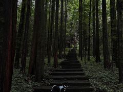 -武陵山森林公园