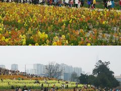 -三圣花乡旅游区