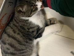 -宠爱国际动物医院· 猫科· 外科·中兽医(长白店)