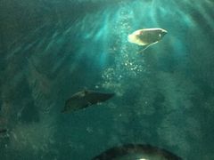 -苏州海洋馆