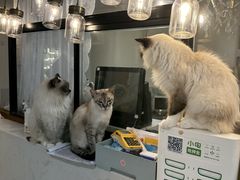-共舞时光猫咖·狗咖(新街口店)