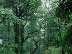 -西湖风景区十里琅珰-五云山
