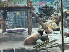 -武汉动物园