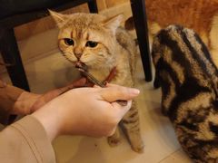 -名猫咖啡馆·撸猫·拼豆