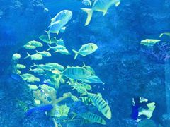 -芜湖新华联大白鲸海洋公园