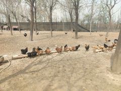 -甜心庄园·甜心草莓采摘园(西青中北店)