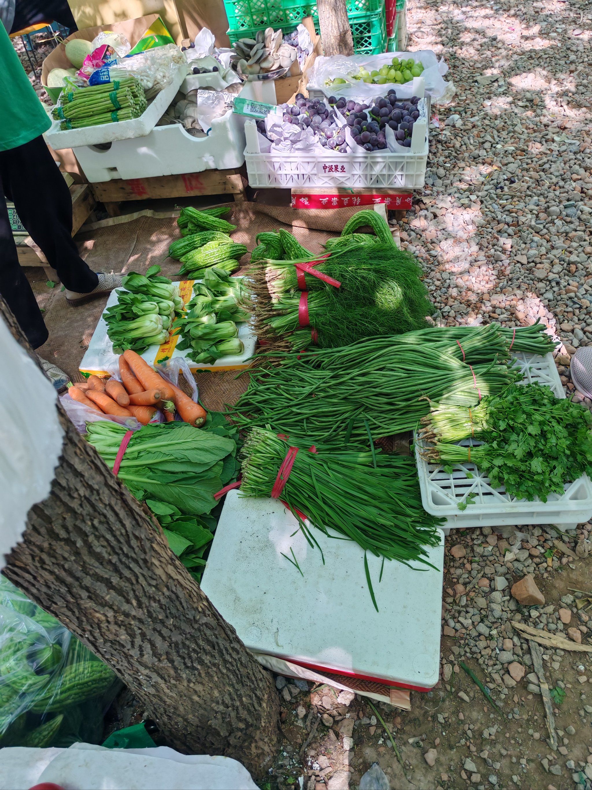 夏天比较热,家门口开了个树荫下早市