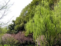 -大宁公园