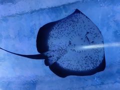 -海合安武汉极地海洋公园