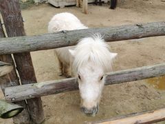 -泉州海丝野生动物世界