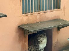 -青藏高原野生动物园