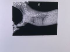 -达爱动物医院·犬猫分区·CT·复杂眼科(远洋山水分院)