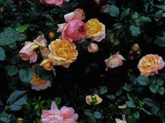 -人民公园(罗湖区)